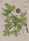 plant-geranium-2025